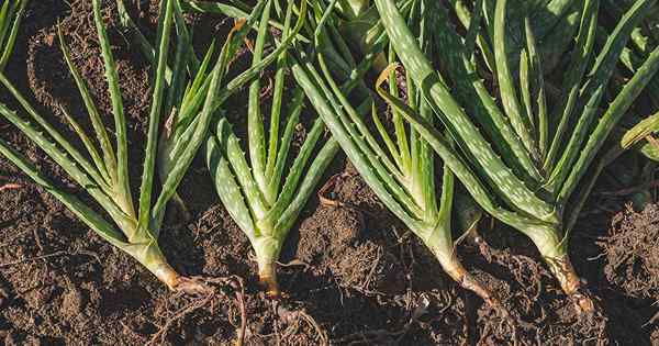 Cómo rootear esquejes de aloe vera y cachorros separados