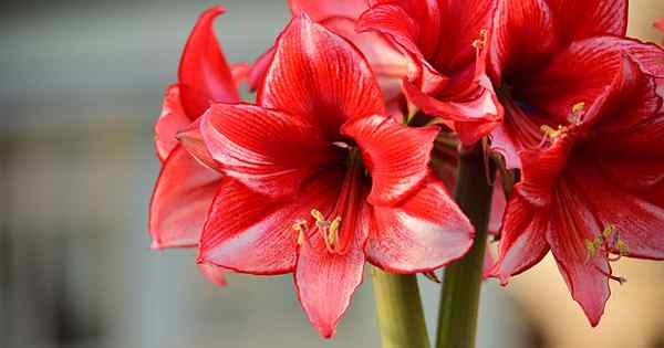 Cómo propagar las bombillas Amaryllis