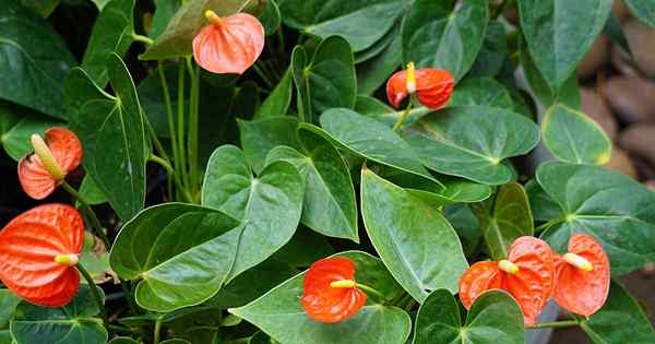 Cara Menyebarkan Tumbuhan Anthurium dari Benih