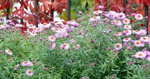 Cómo propagar asters