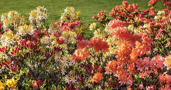 Cómo propagar azaleas para hermosos arbustos nuevos