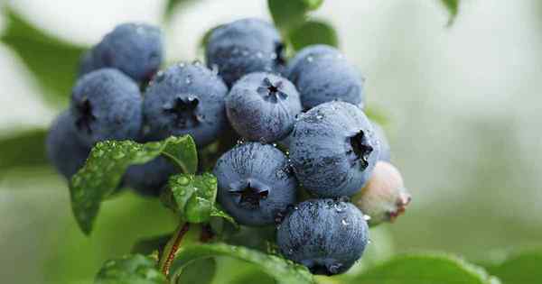 Cara menyebarkan semak blueberry