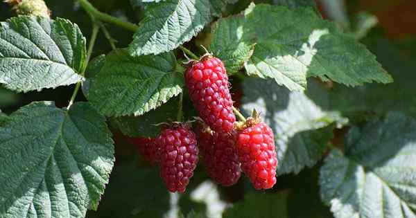 Cómo propagar boysenberries