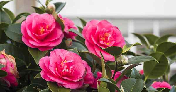 Cara Menyebarkan Camellias