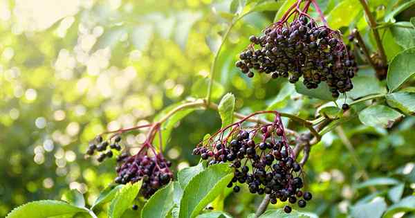 Bagaimana dan kapan harus mengambil stek elderberry untuk menyebarkan tanaman baru