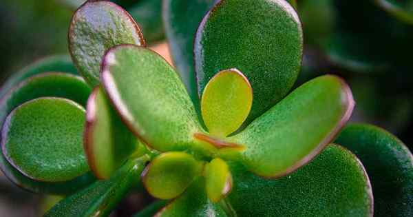 Como propagar plantas de jade