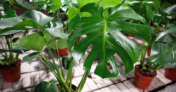 Cara menyebarkan monstera (tanaman keju swiss)