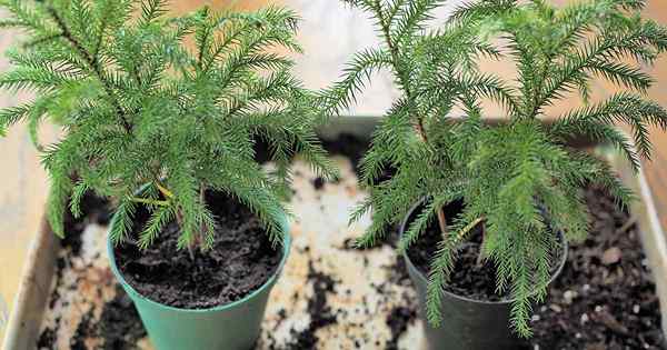 Cara Menyebarkan Norfolk Island Pine