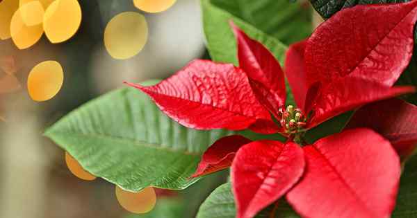 Cómo propagar plantas de poinsettia de esquejes