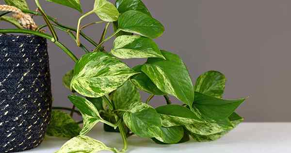 3 formas infalibles de propagar plantas de Pothos (y una que no funcione)