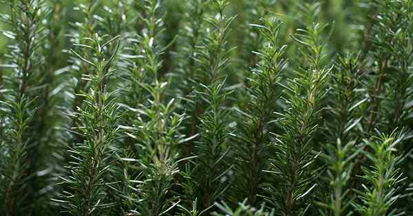 Cara Menyebarkan Tumbuhan Rosemary