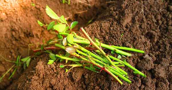 Cómo propagar rosas de esquejes