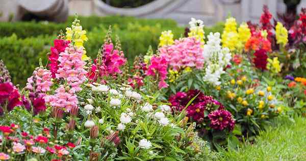 Cómo propagar los snapdragons de los recortes