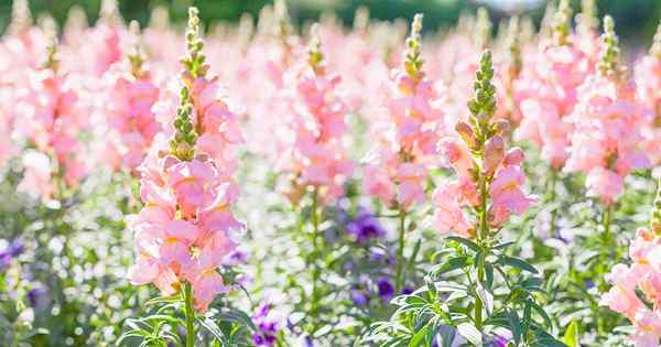 Cómo cultivar snapdragons a partir de semillas