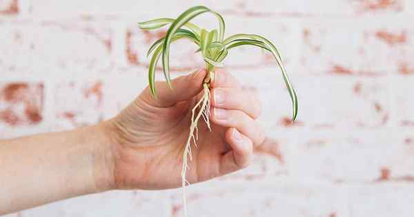 Propagando os bebês da planta de aranha 3 métodos para raiz spiderettes