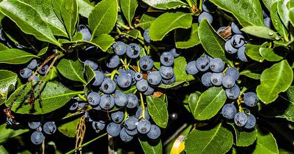 Cara melindungi blueberry dari burung