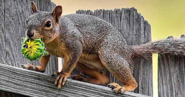 Comment protéger les tournesols des oiseaux et des écureuils