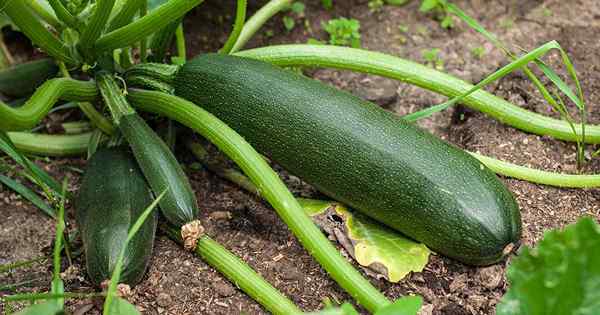 Cara melindungi tumbuhan zucchini dari perosak