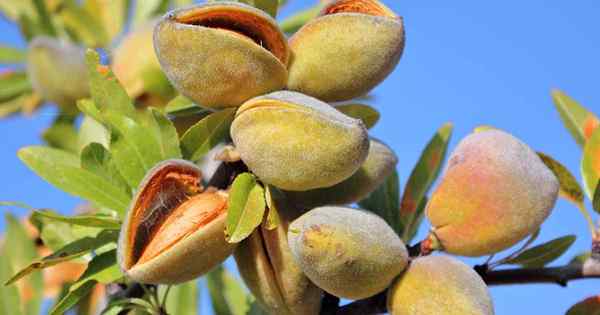 Bagaimana dan kapan memangkas pohon almond