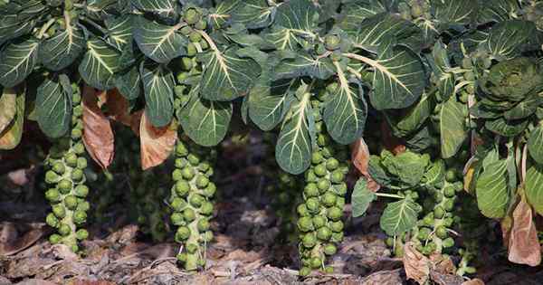 Podando Bruselas Sprouts Consejos para el éxito