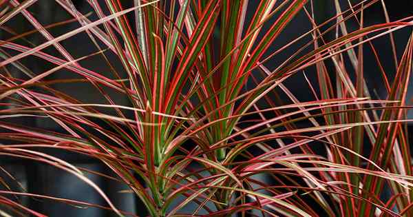 Wann und wie man Dracaena beschnitten