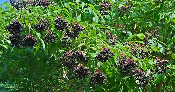 Kapan dan bagaimana memangkas elderberry