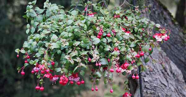 Cuándo y cómo podar las plantas de fucsia