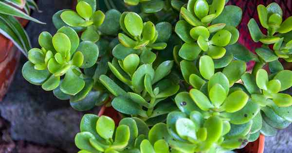 9 Alasan untuk memangkas Houseplant Jade dan bagaimana melakukannya