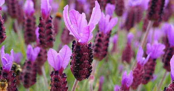 Quando e como podar lavanda para exuberante, plantas vistosas