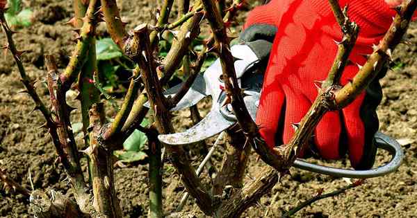 Wie und wann man Rosen beschneiden muss