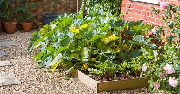 Cuándo y cómo podar plantas de calabacín