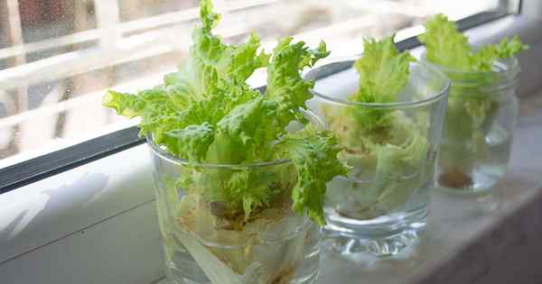 Wie man Salat aus Küchenabfällen nachwächst