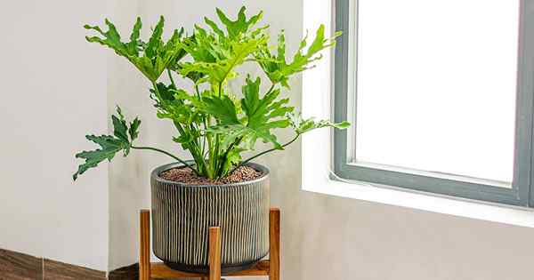 Tips untuk Repotting Tree Philodendron Houseplants