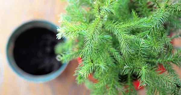 Untuk repot atau tidak mengapa, bila, dan bagaimana untuk memperbaiki pokok pinus pulau norfolk