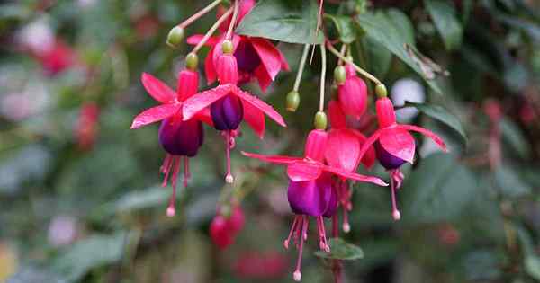 Por que minha fuchsia está murcha? 5 problemas comuns