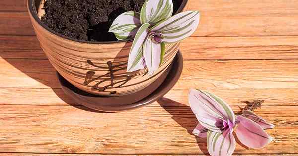 Propagando TradeScantia Como Rotic Spiderwort Cuttings