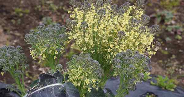 Comment sauver les graines de brocoli à la maison