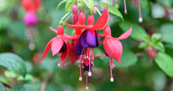 Cómo cosechar y salvar las semillas de fucsia