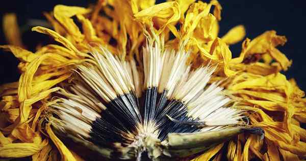 7 Schritte zur Ernte und Rettung von Ringelblumensamen