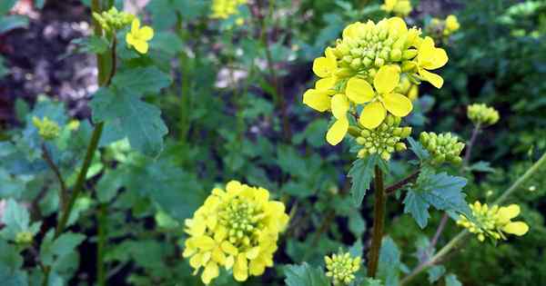 Comment sauver les graines vertes de moutarde pour la plantation