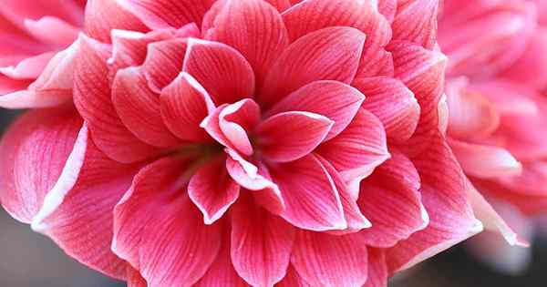 Comment joindre les fleurs d'amaryllis pour le soutien