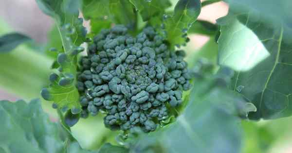Cara memulai brokoli dari biji