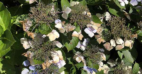 Comment collecter et planter les graines d'hortensia