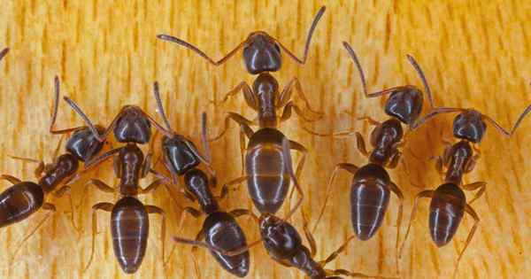 Comment contrôler les fourmis de maison odorantes