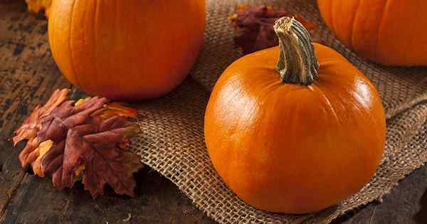 ¿Cuánto tiempo puedes mantener una calabaza?? Consejos de almacenamiento posteriores a la cosecha