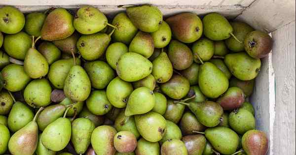 Cómo almacenar tu cosecha de pera