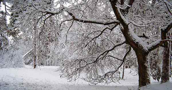 Comment survivre à Jack Frost en préparant vos arbres pour l'hiver