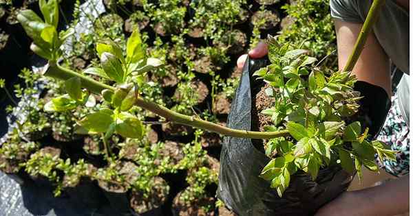 Cara memindahkan semak blueberry