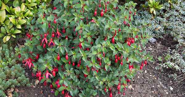 Comment et quand transplanter Hardy Fuchsia