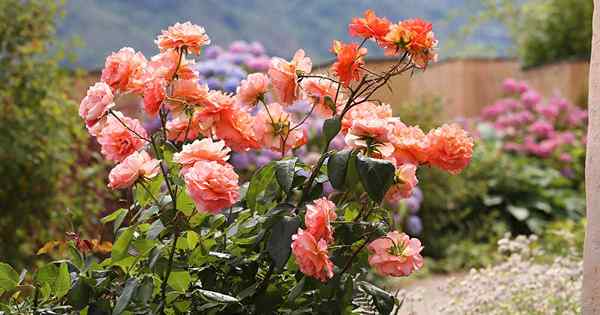 Wie man Rosenbüsche transplantieren